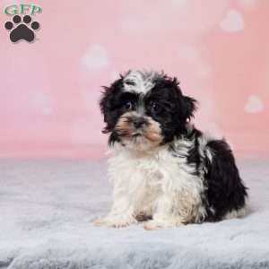 Muffin, Havanese Puppy